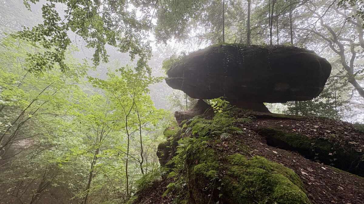 WaldZeit – Arbeit draußen denken